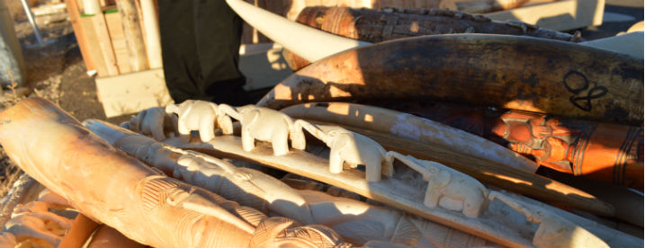 Elephant ivory is a key product in wildlife trafficking